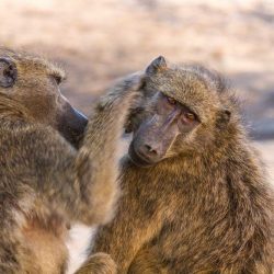 full and half day safari options hluhluwe game reserve