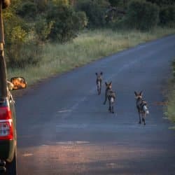 photographic safari options hluhluwe game reserve