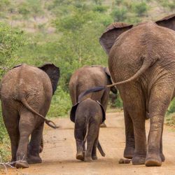 safari options to hluhluwe game park