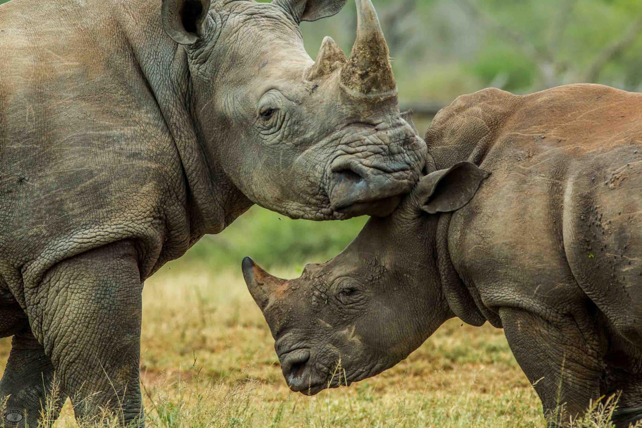 safari options both day and overnight hluhluwe-imfolozi park