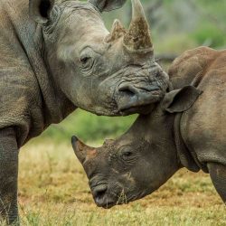 safari options both day and overnight hluhluwe-imfolozi park
