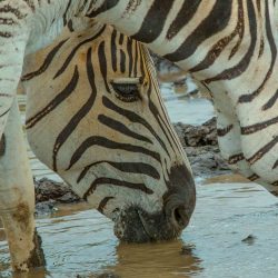 family friendly day safari options hluhluwe-imfolozi park