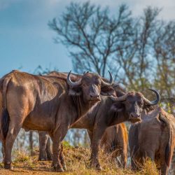 imfolozi park day safari options