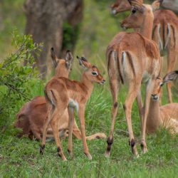 big 5 day safari options hluhluwe-imfolozi park