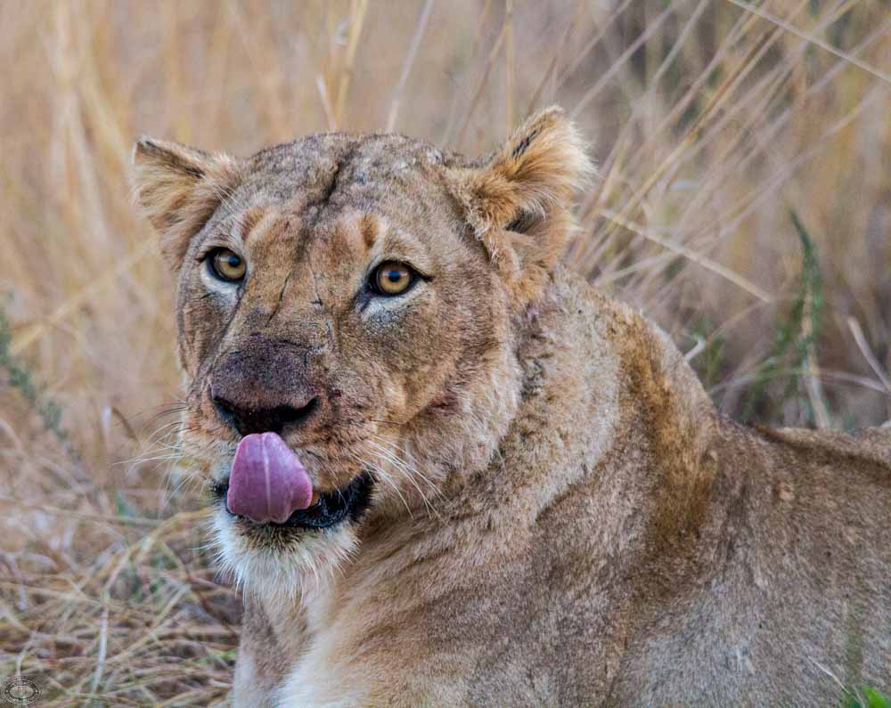 day safari options to hluhluwe game reserve