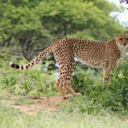 day safari options hluhluwe-imfolozi park