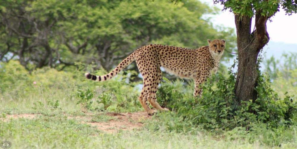day safari options hluhluwe-imfolozi park