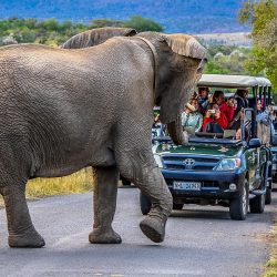 full day safari hluhluwe-imfolozi park safari