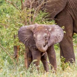 hluhluwe full day safari options