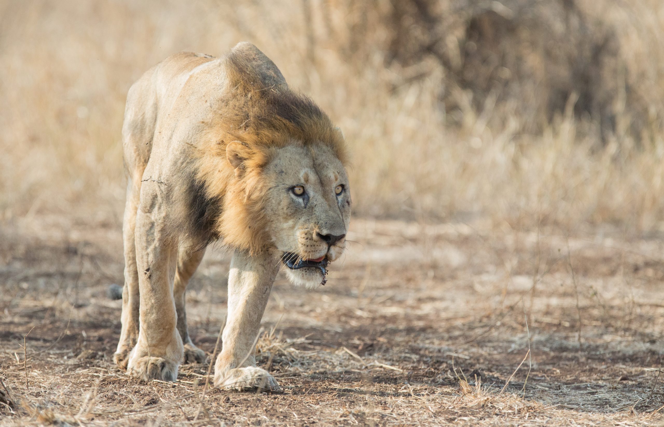 manyoni big 5 game drive safari