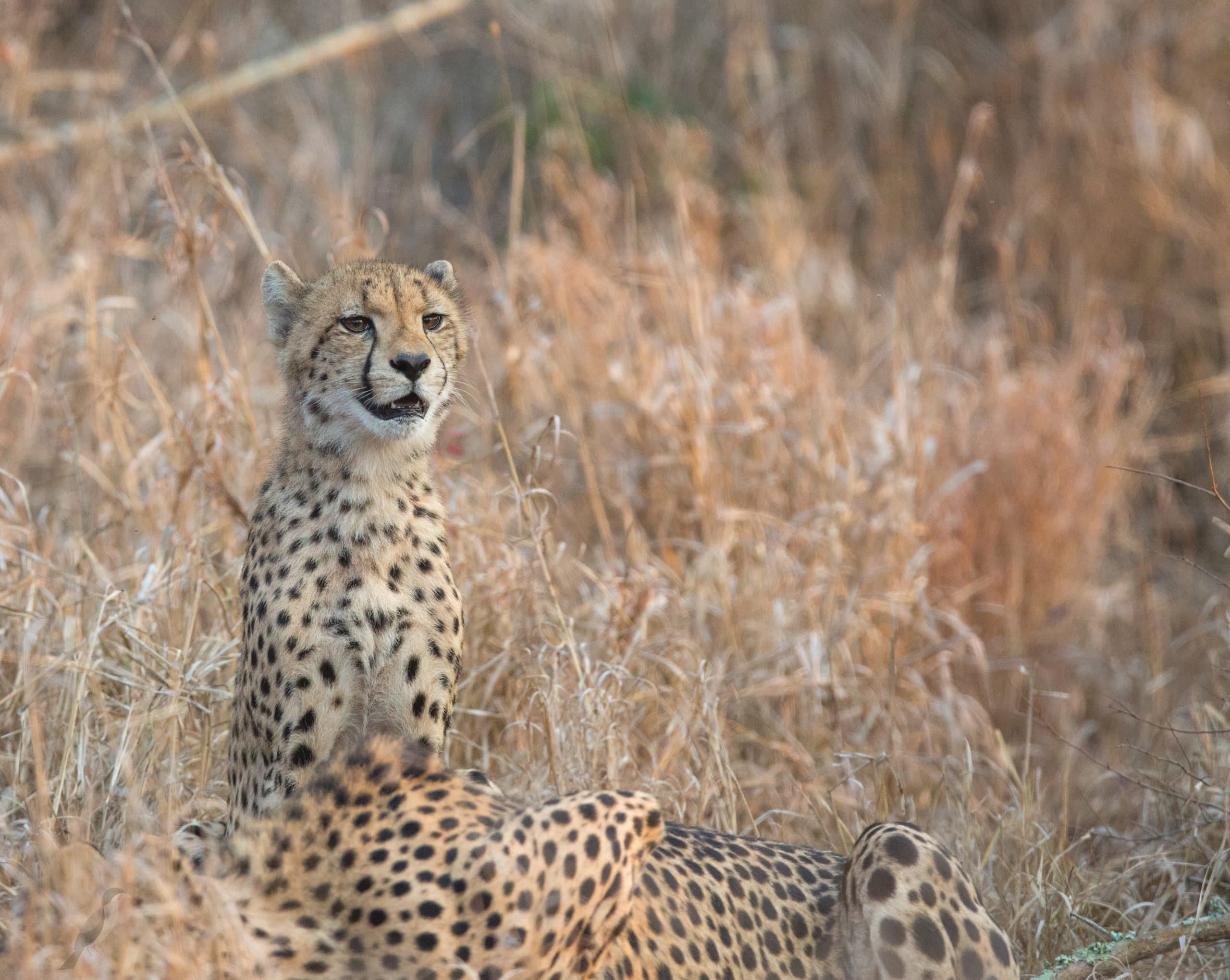 manyoni photographic day safari