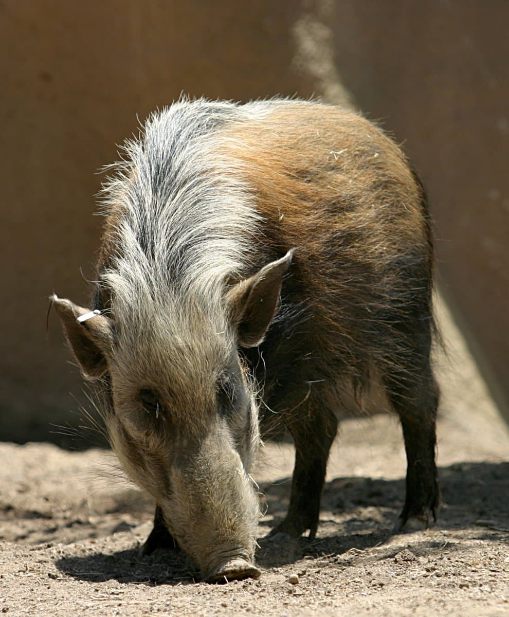 Bushpig facts