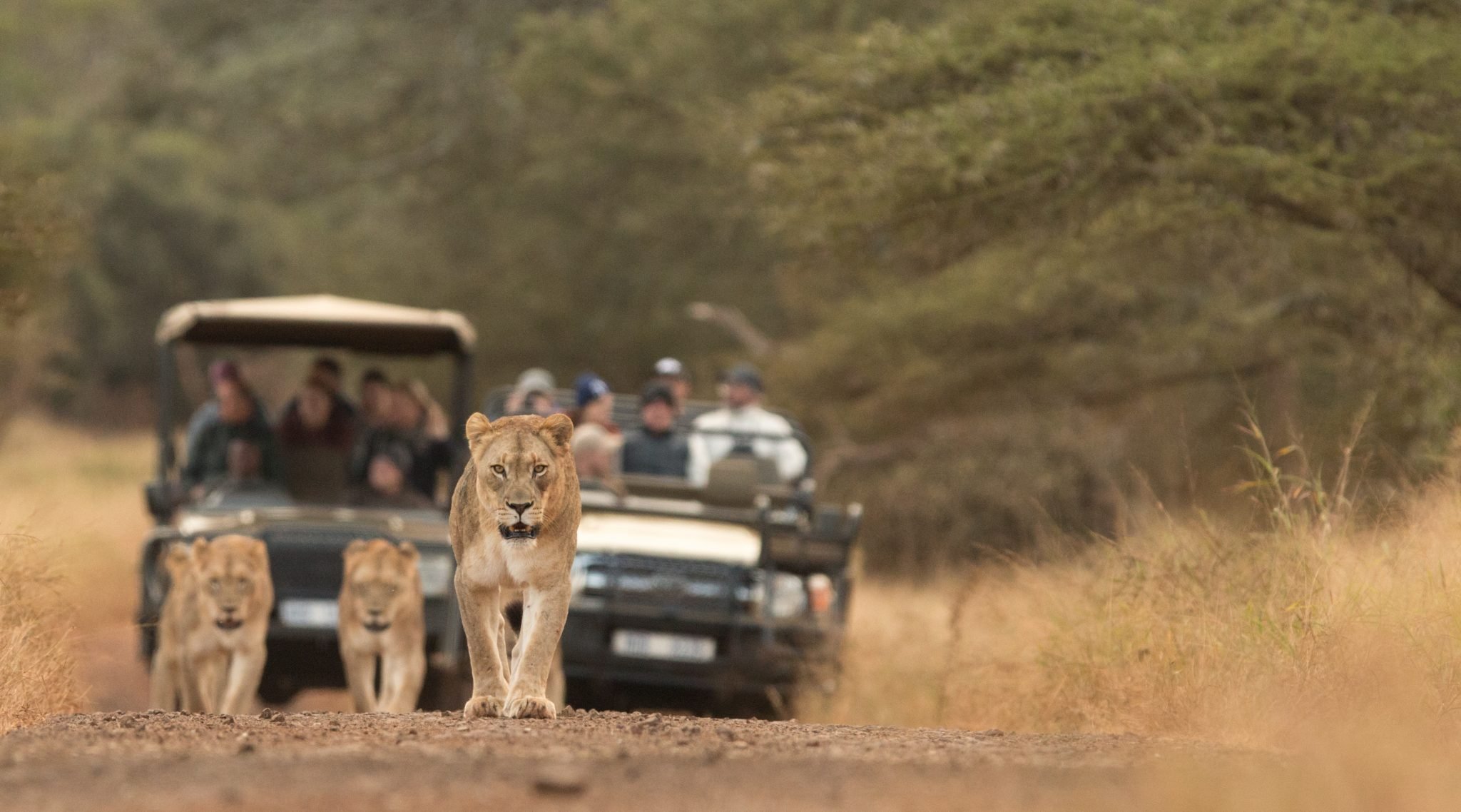Hluhluwe Tourist Attractions 9 manyoni big 5 safari