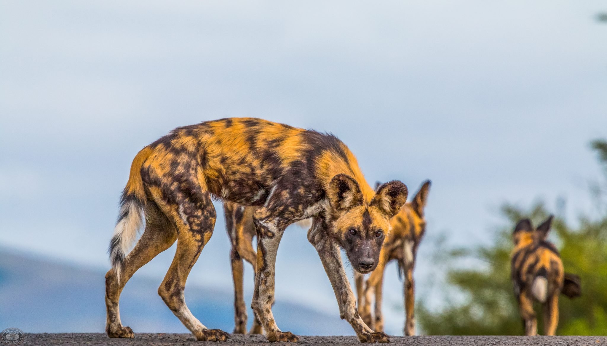 manyoni private game reserve safaris