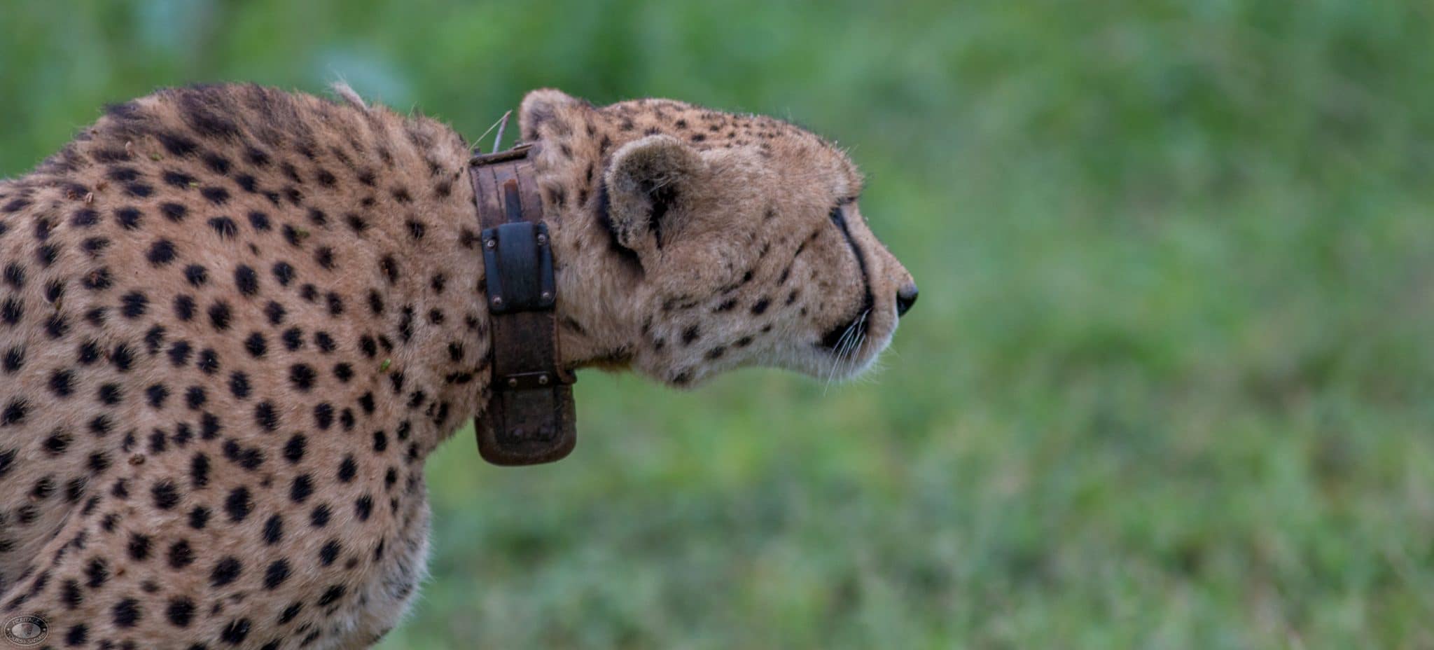 Hluhluwe Tourist Attractions 4 EMDONENI CHEETAH INTERACTION