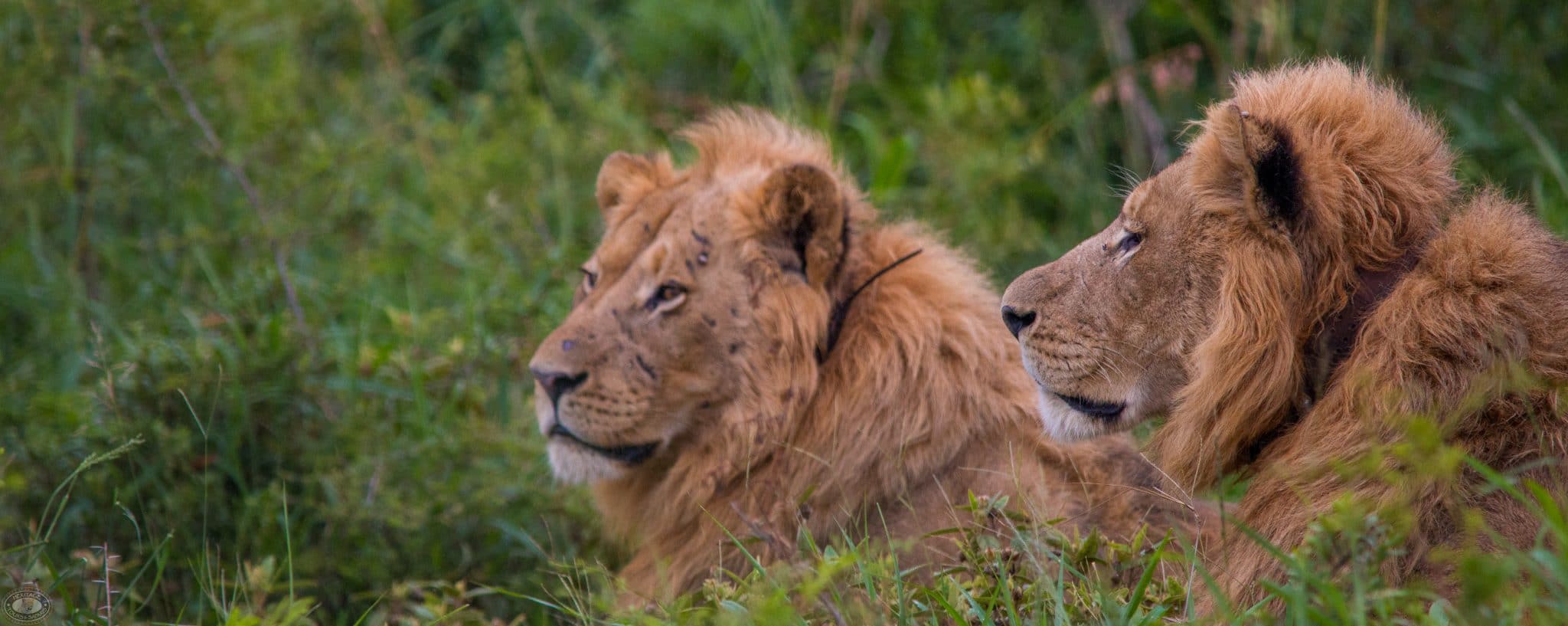 hluhluwe tourist attractions