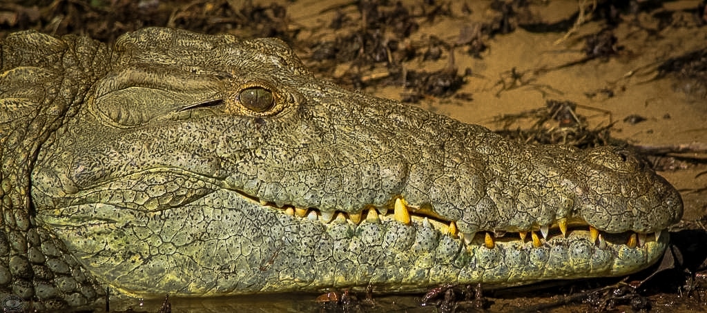 Hluhluwe Tourist Attractions 2 zulu croc reptile park hluhluwe
