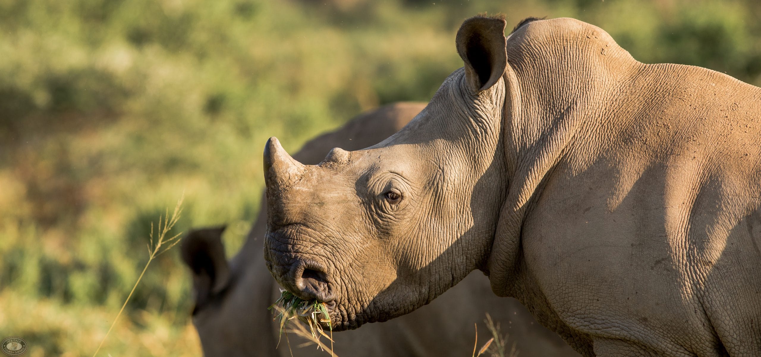 Hluhluwe Tourist Attractions 10 kwazulu natal top tourist attractions
