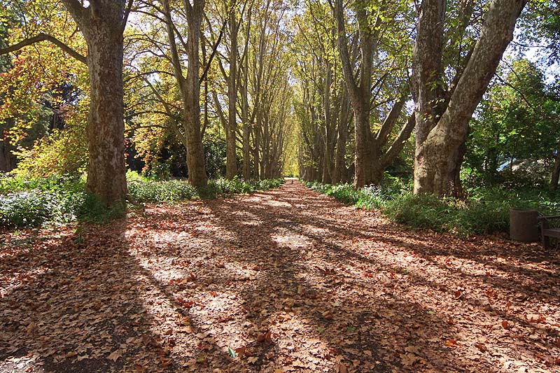 KwaZulu Natal Top Tourist Attractions 2 pietermaritzburg botanical gardens