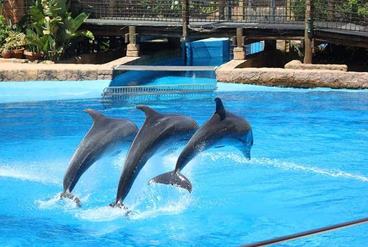 KwaZulu Natal Top Tourist Attractions 7 ushaka marine world