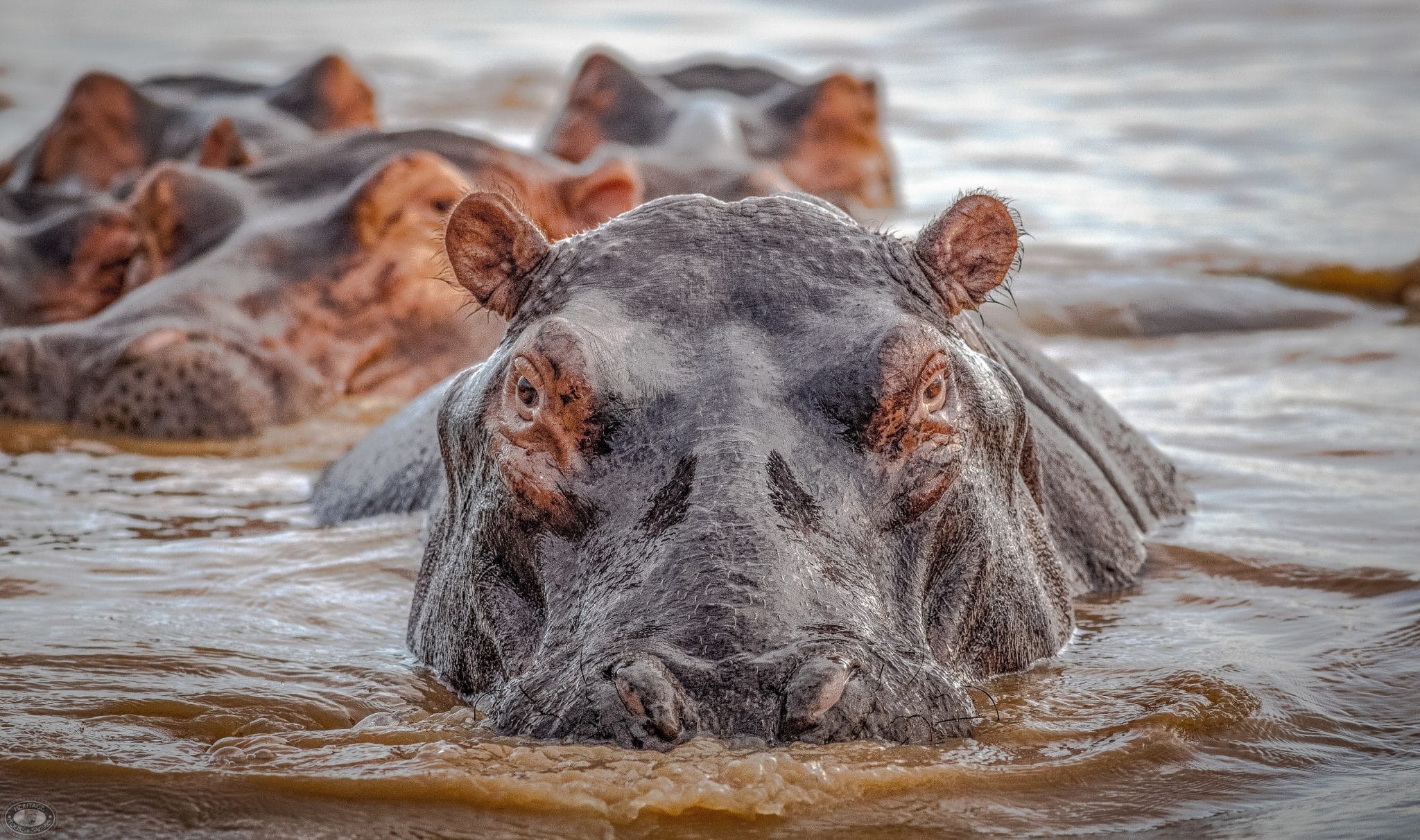 2 night safari package
