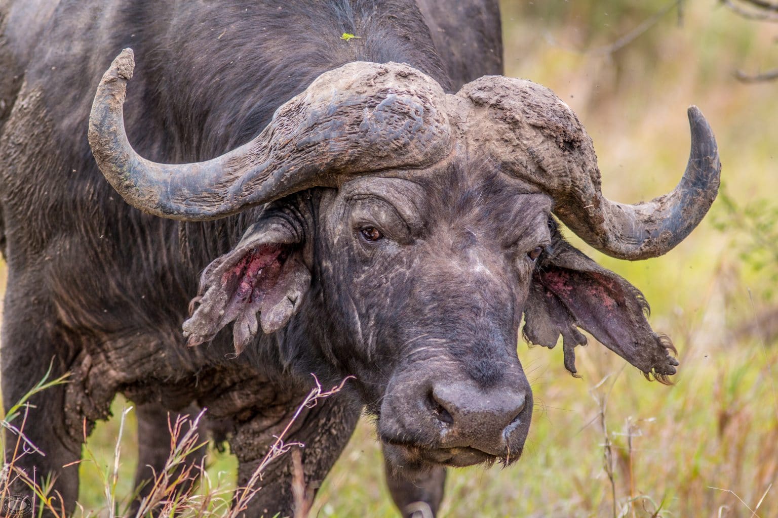 massive buffalo