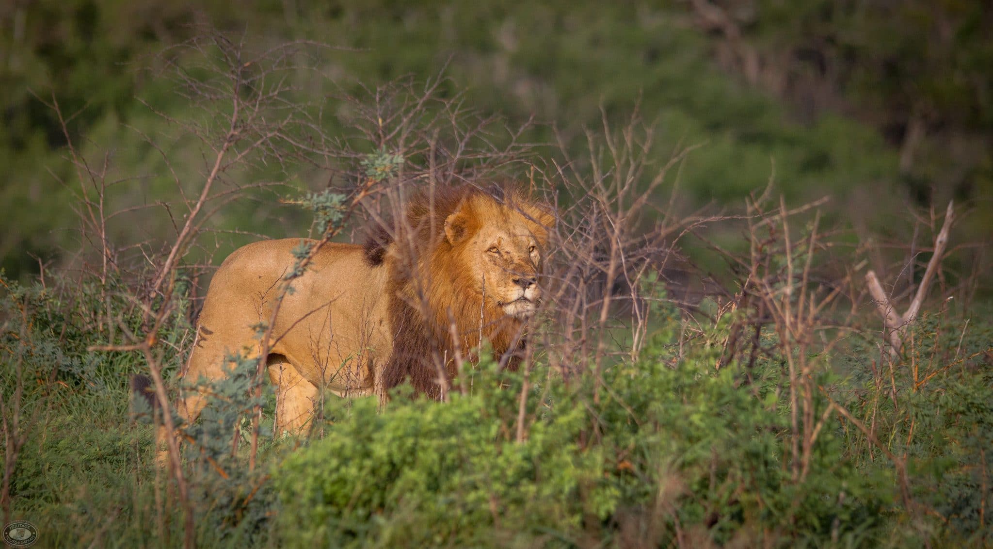 Safari Packages South Africa