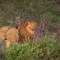 Safari Packages South Africa