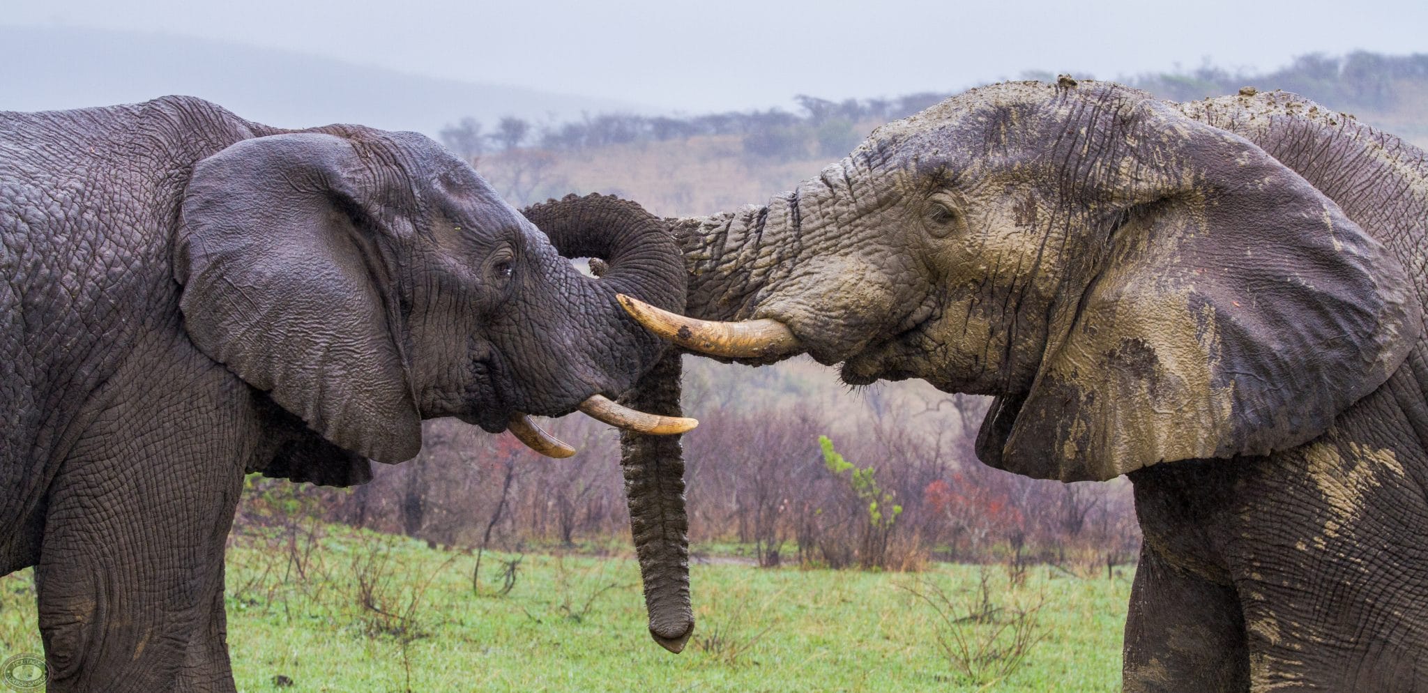 mkuze game reserve