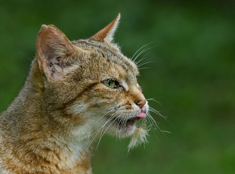 African-Wild-Cat