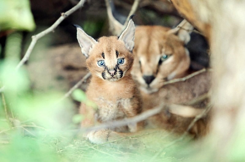 Carcal lynx kitten