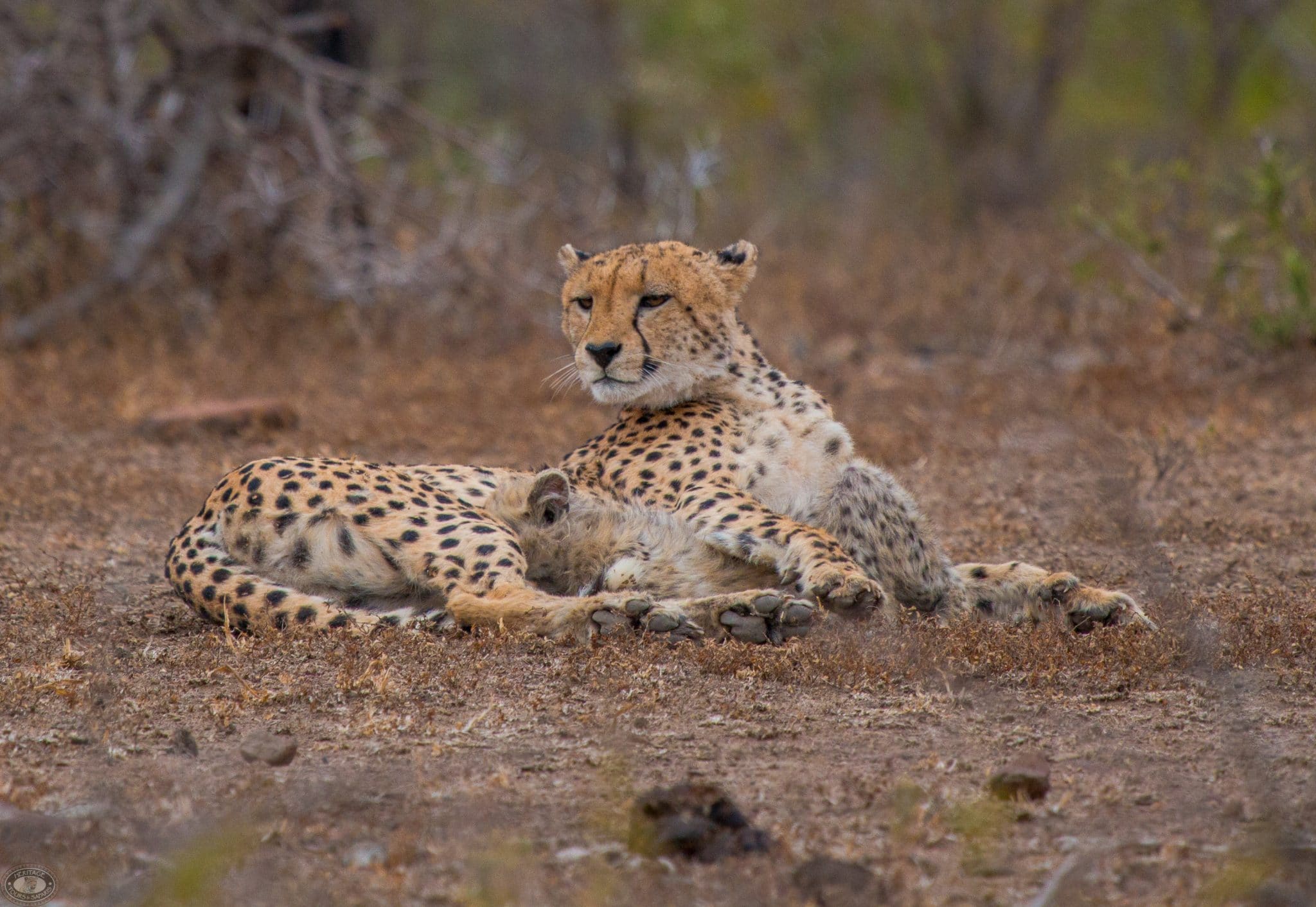 hluhluwe cheeta centre mother and cub