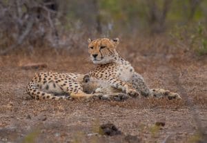 hluhluwe cheeta centre mother and cub