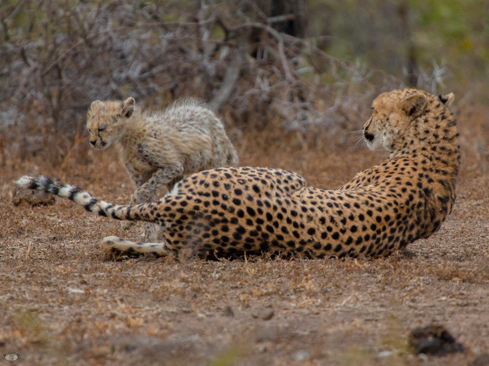 hluhluwe cheetahs