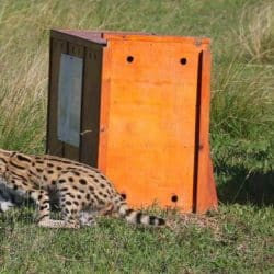 Serval-release-4-April-2017