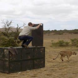 Zera-the cheetah release