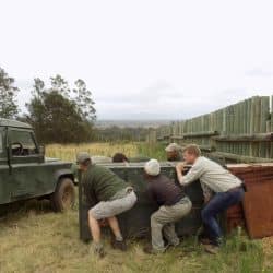 Zera the cheetah being released