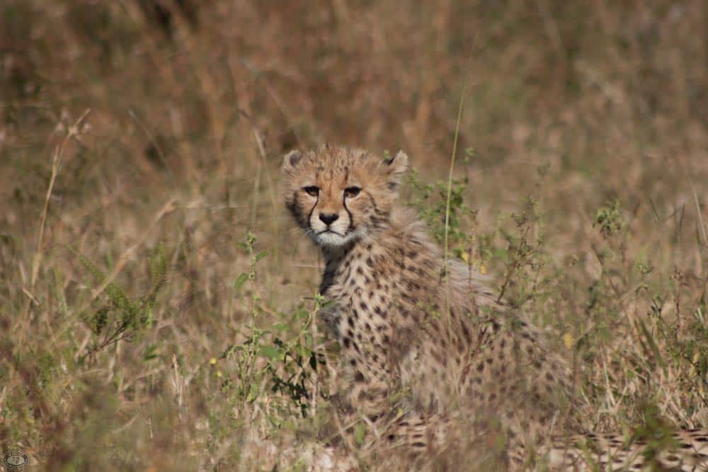 cheetah