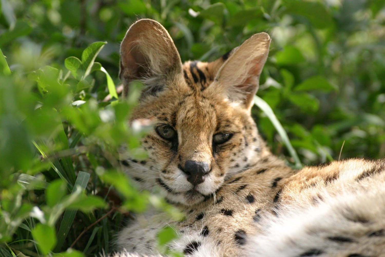 hluhluwe serval