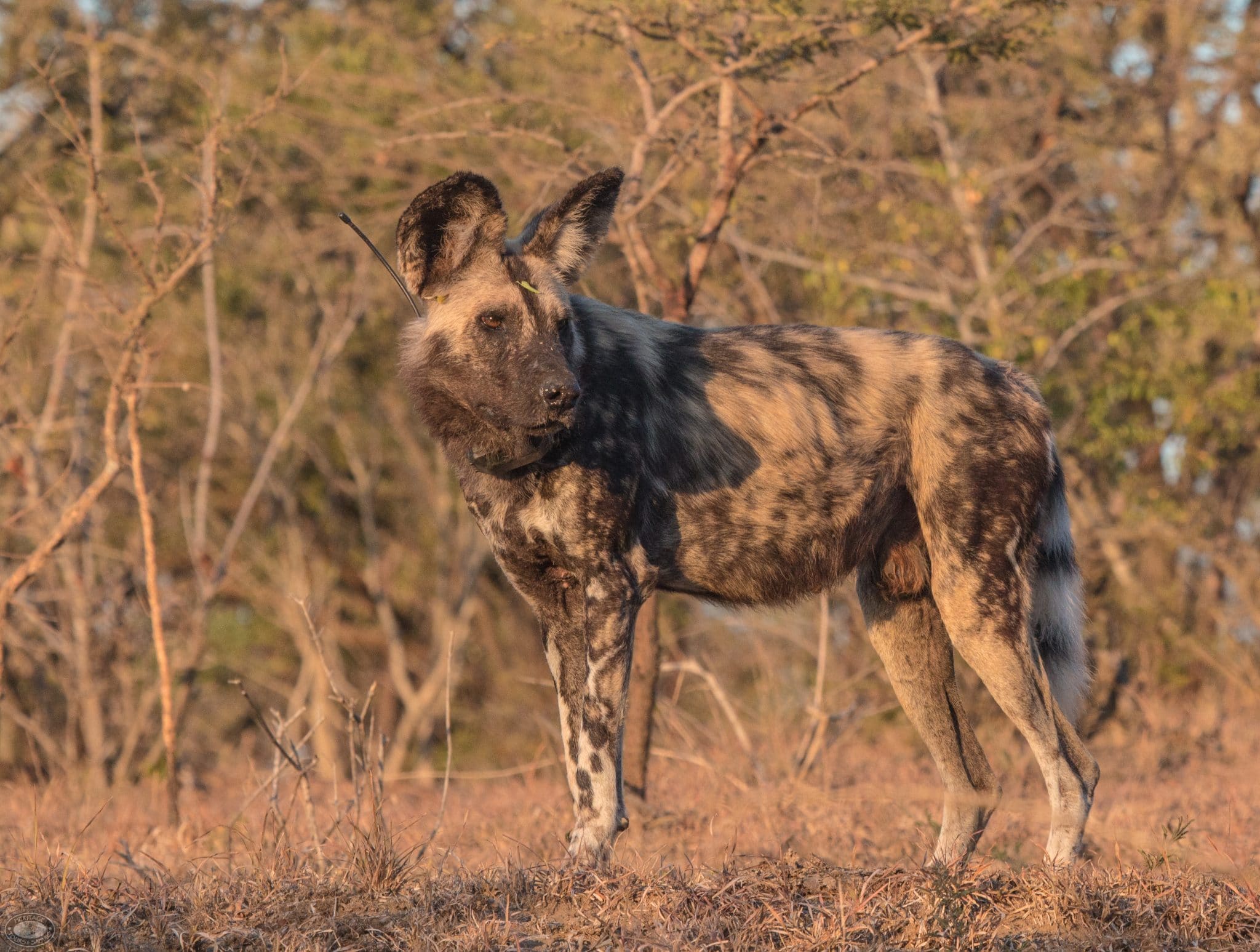 9 new wild dogs released into the Hluhluwe-Imfolozi Park
