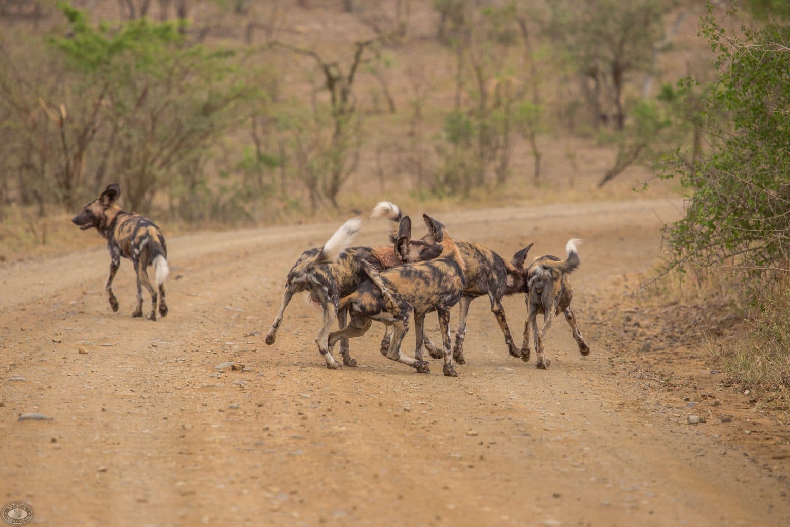 hluhluwe-imfolozi park wild dog pack