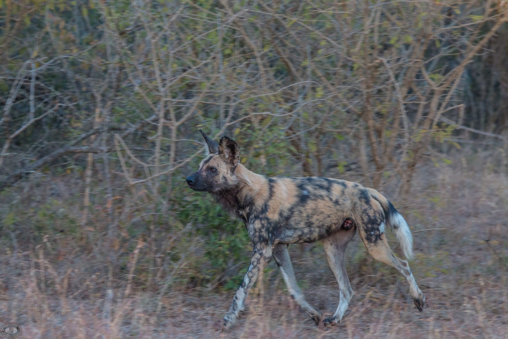 new wild dogs released into hluhluwe