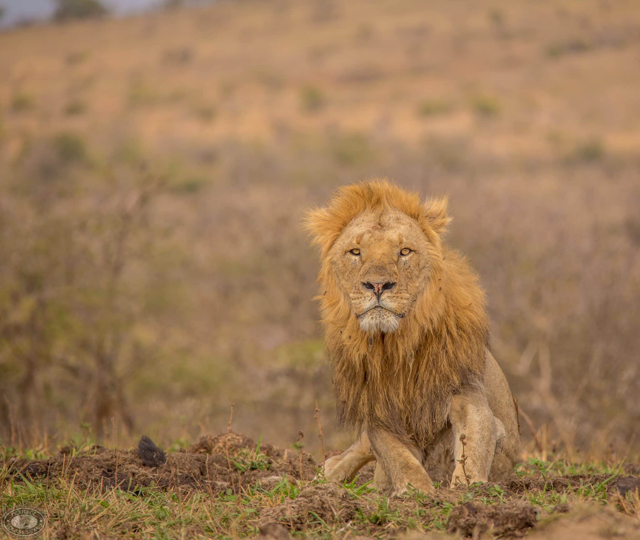 9 night safari package hluhluwe kwazulu natal