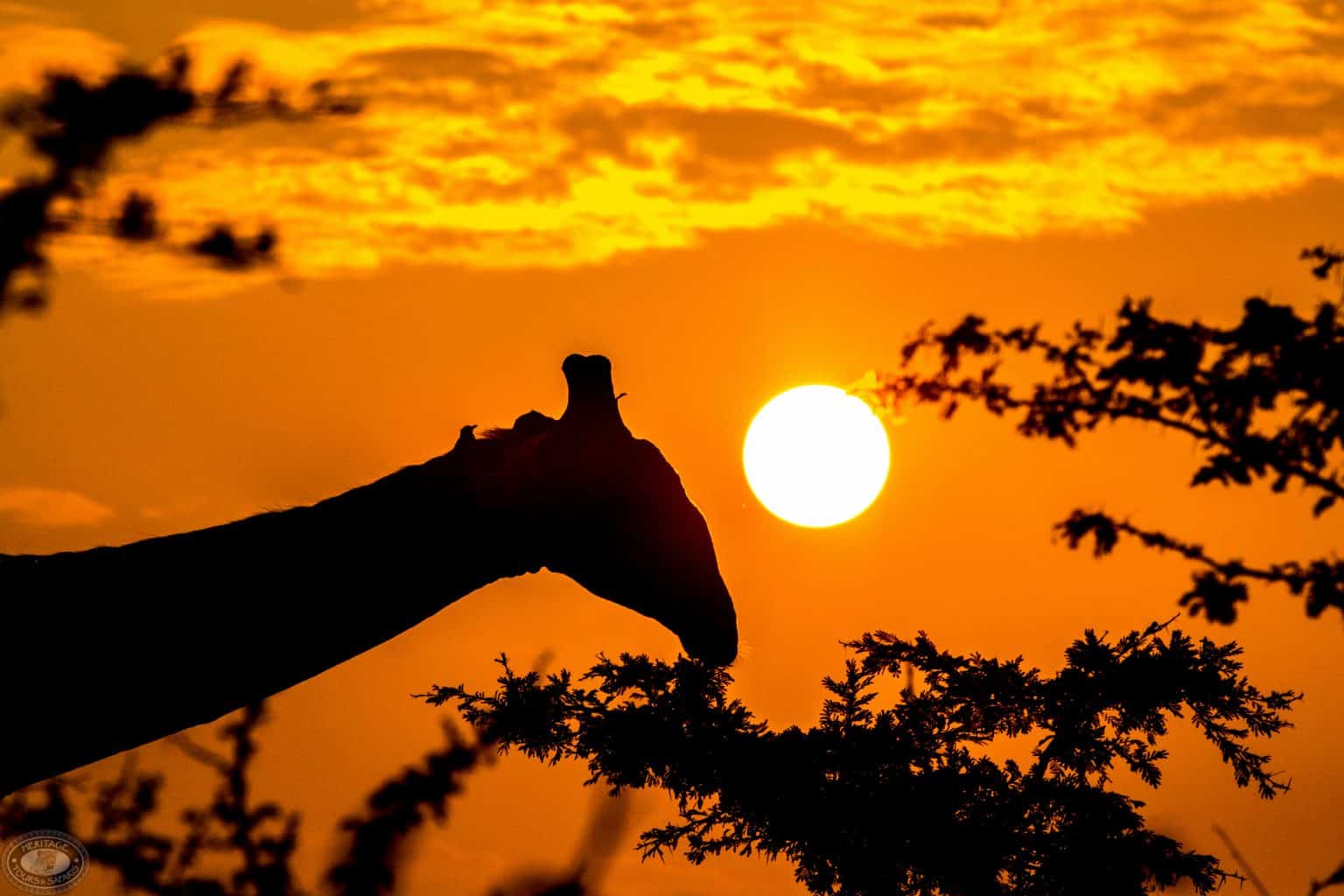 sunset safari isimangaliso wetland park