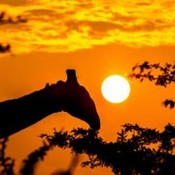 sunset safari isimangaliso wetland park