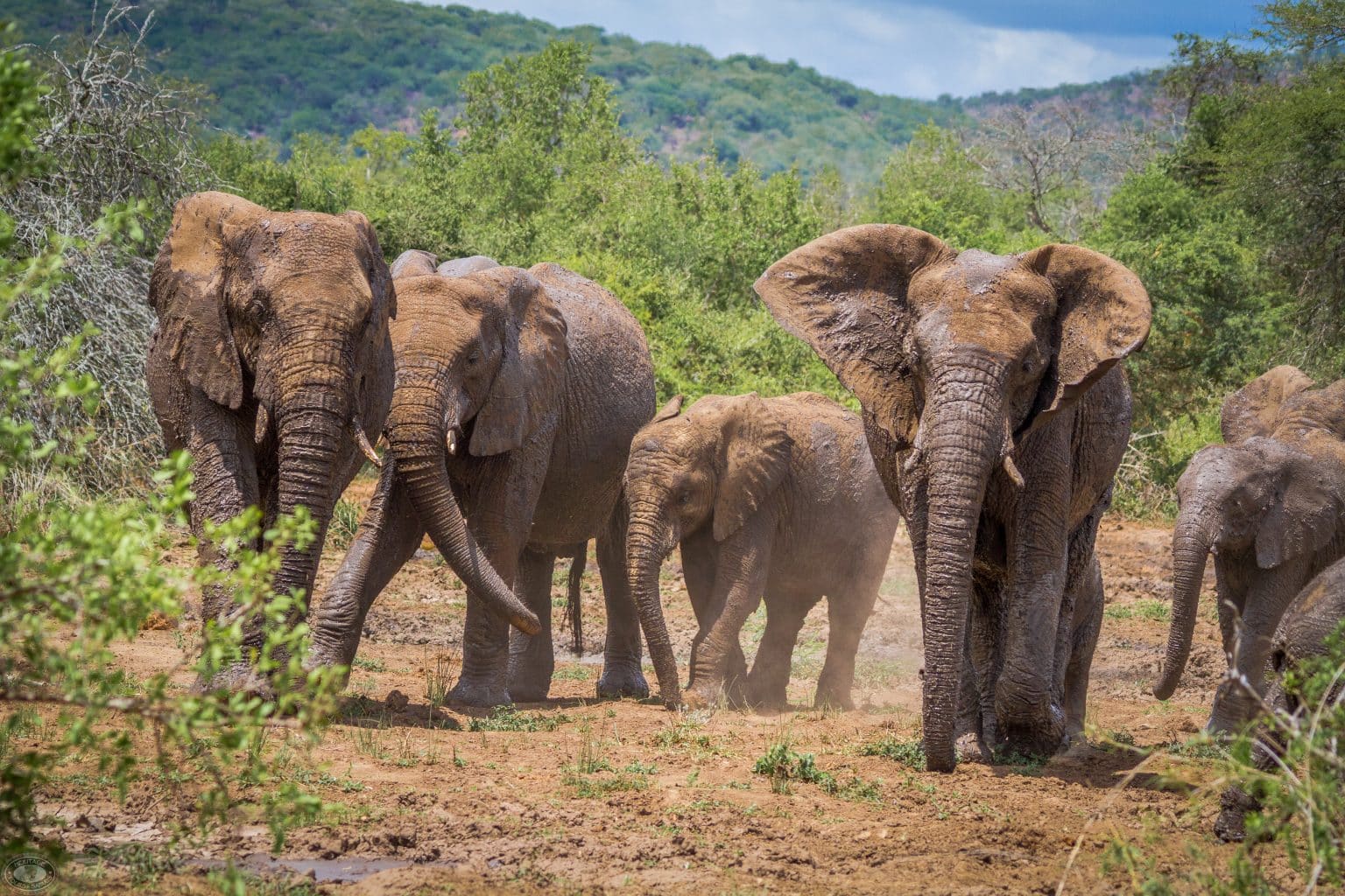 hluhluwe exclusive private safaris