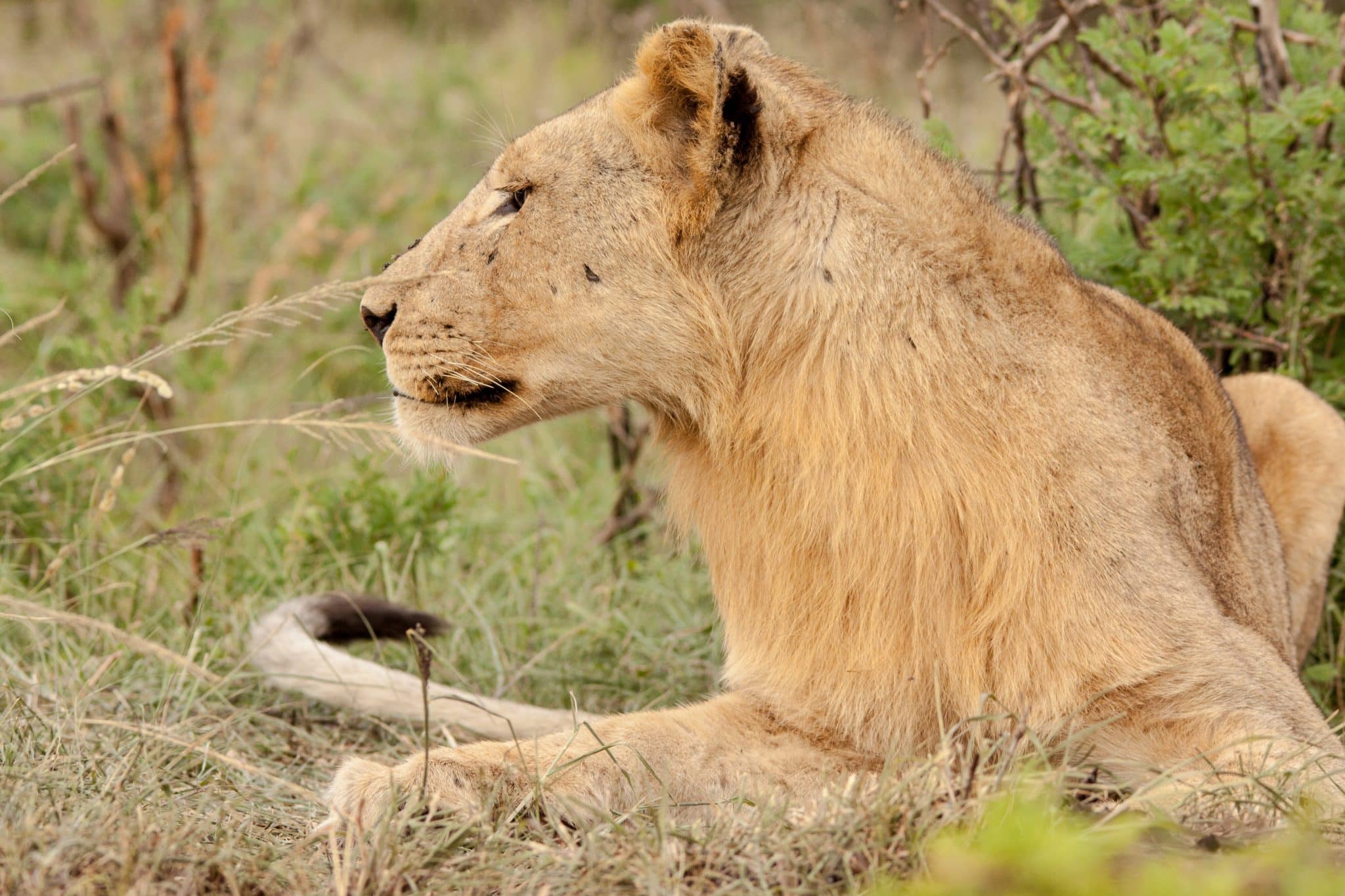 exclusive and private safari hluhluwe umfolozi park