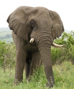 elephant sighting