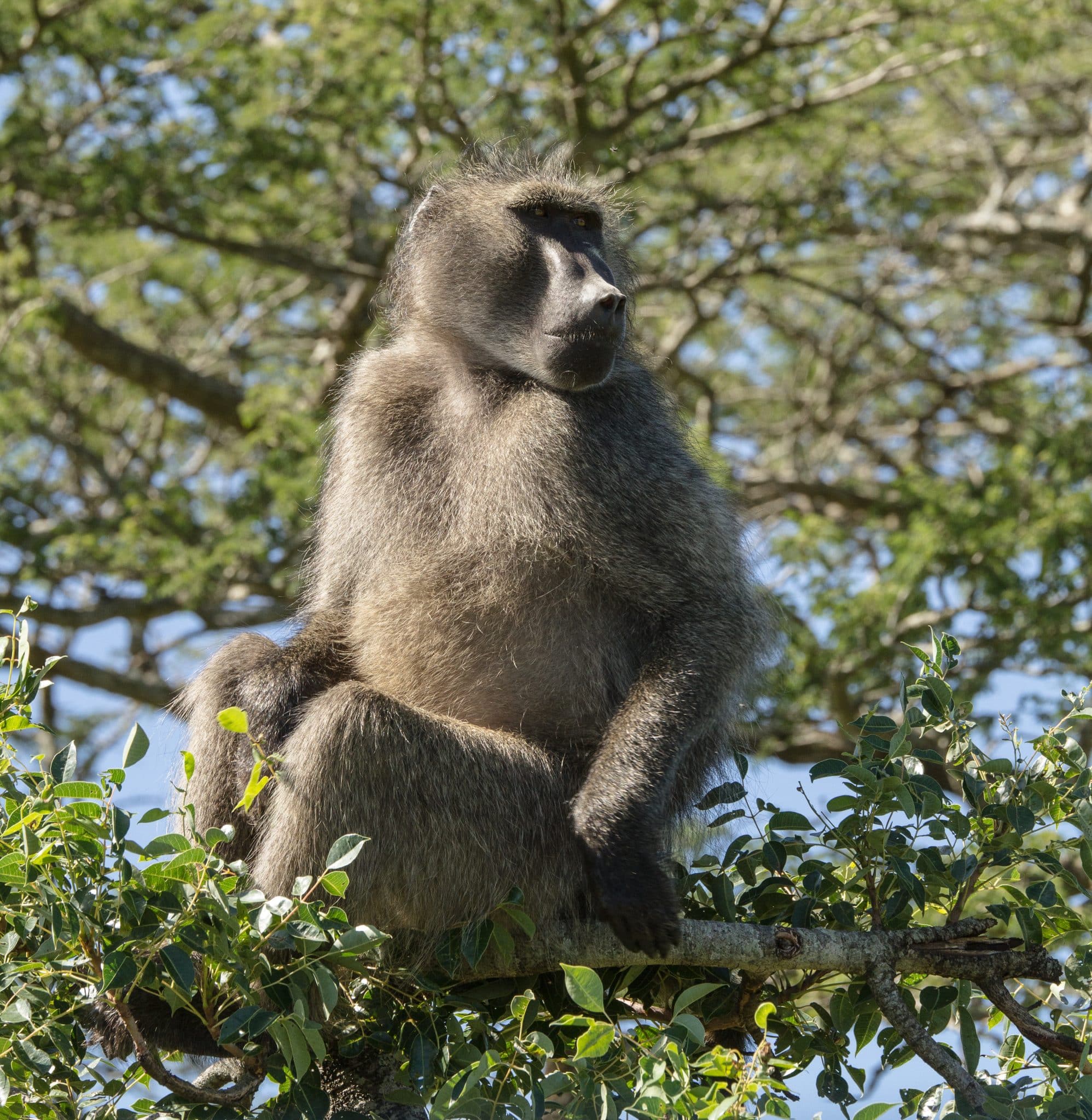 Baboon sighting