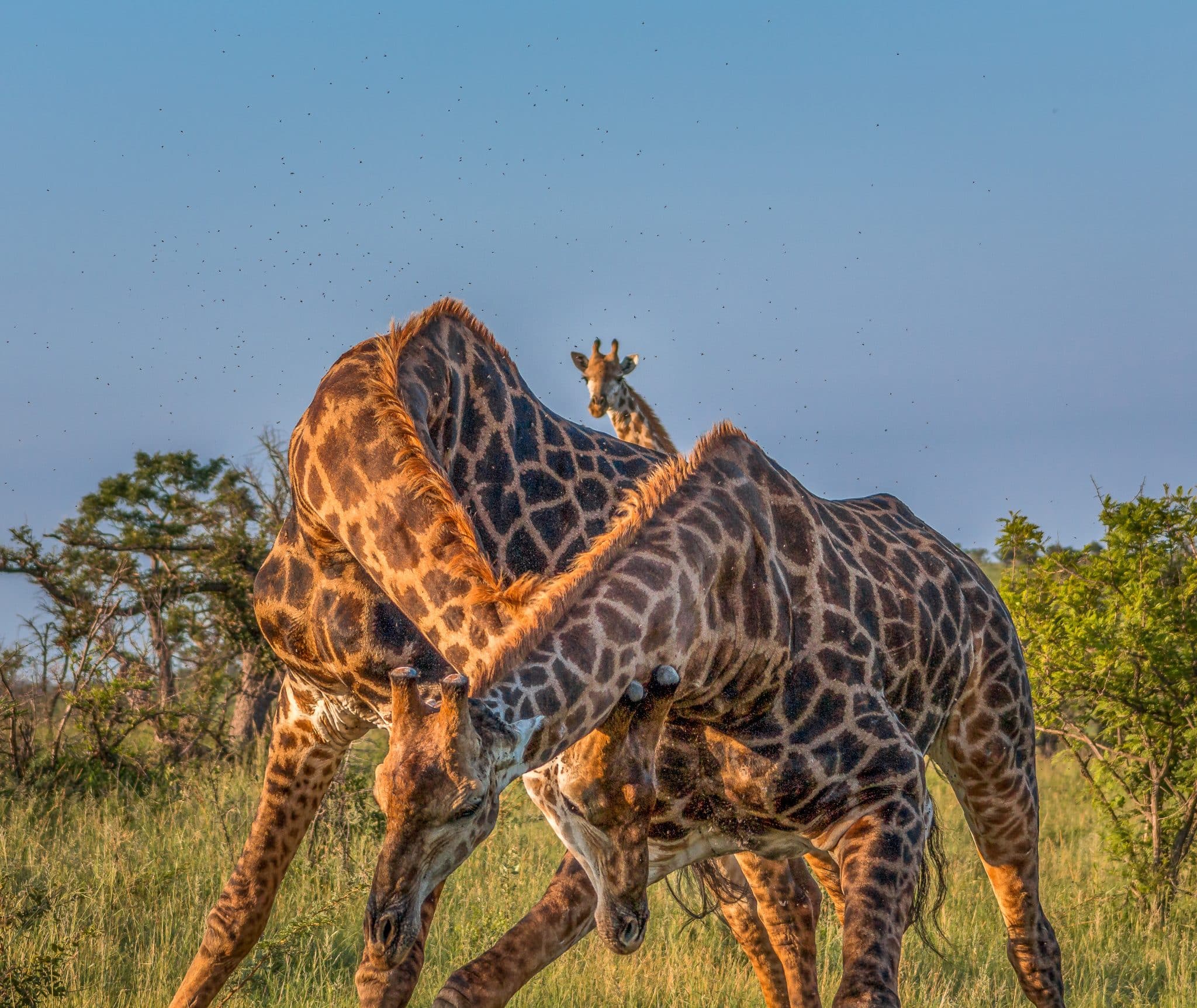 Our First Exclusive Private Safari